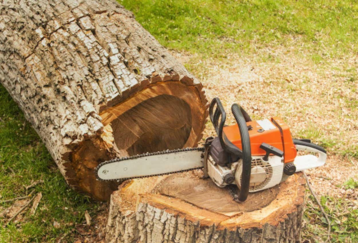 What Tree Do You Want to Removal?