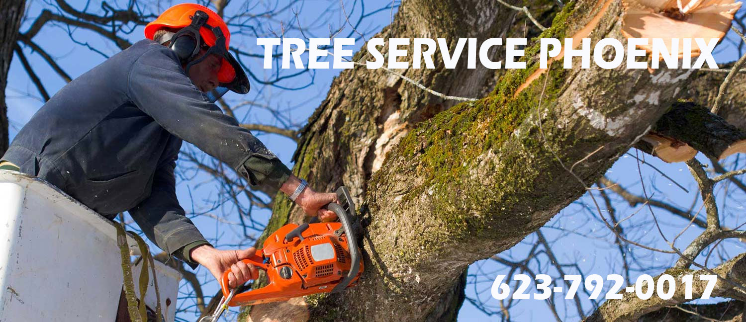 Tree Service Phoenix Certified Licensed Landscaping Service 20 Years